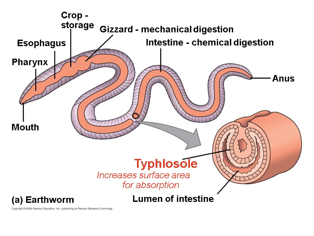 Esophagus Mouth Pharynx Crop - storage Gizzard - mechanical digestion Typhlosole Increases surface area